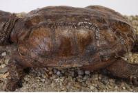 tortoise shell 0018